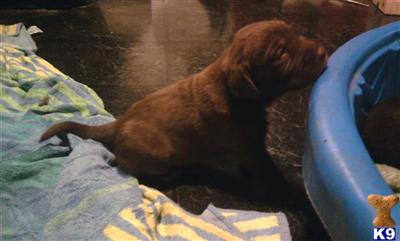Labrador Retriever Puppies in TX