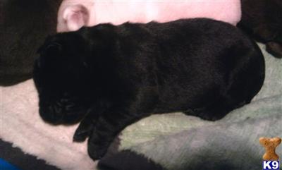 Labrador Retriever Puppies in TX