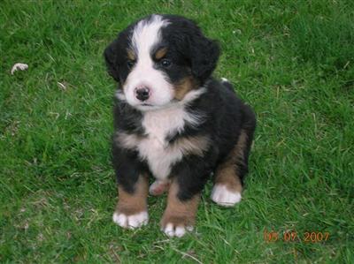 Puppies in WI