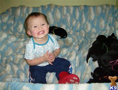 Labrador Retriever Puppies for Sale
