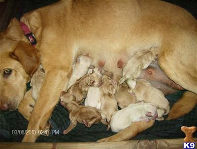 Labrador Retriever Puppies for Sale