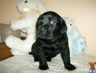 Labrador Retriever Puppies for Sale