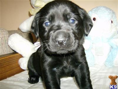 Labrador Retriever Puppies for Sale