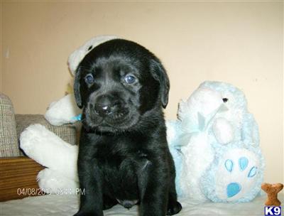 Labrador Retriever Puppies for Sale