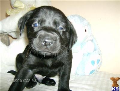 Labrador Retriever Puppies for Sale