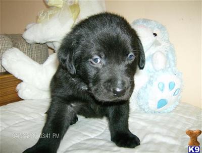 Labrador Retriever Puppies for Sale