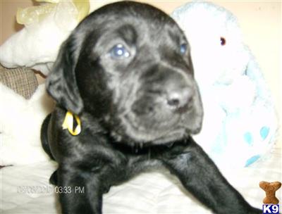 Labrador Retriever Puppies for Sale
