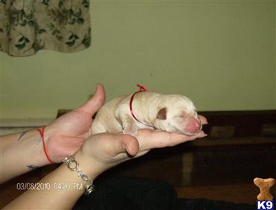 Labrador Retriever Puppies for Sale