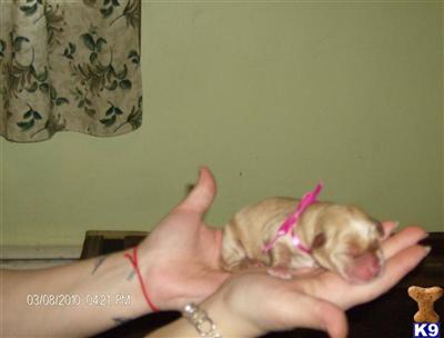 Labrador Retriever Puppies for Sale