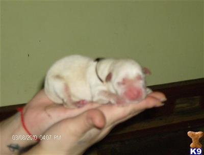 Labrador Retriever Puppies for Sale