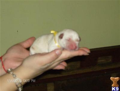 Labrador Retriever Puppies for Sale