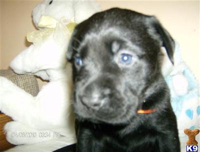Labrador Retriever Puppies for Sale