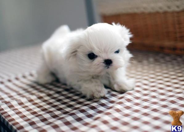 Puppies in HI