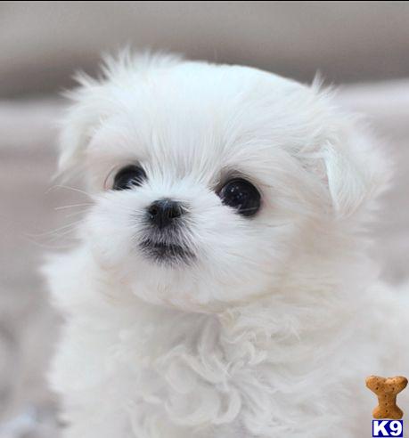 Puppies in HI