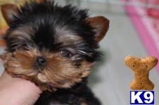 Puppies in HI