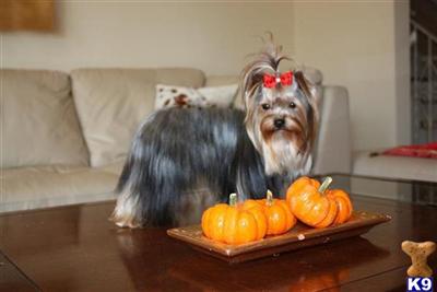 Dogs for Sale in MI