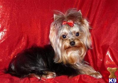 Stud Dogs - Yorkshire Terrier