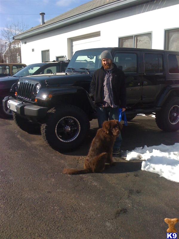 Stud Dogs in MA