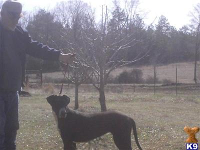 Dogs - Great Dane