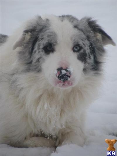 Stud Dogs - Border Collie