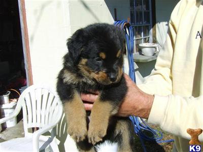 Rottweiler Puppies in FL