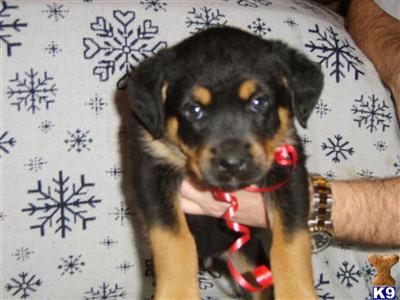 Rottweiler Puppies in FL
