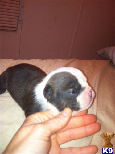 puppies for sale in huntington wv document moved puppies for sale in huntington wv document moved