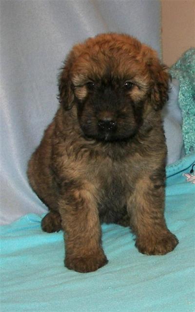 Bouvier des Flandres Puppies for Sale