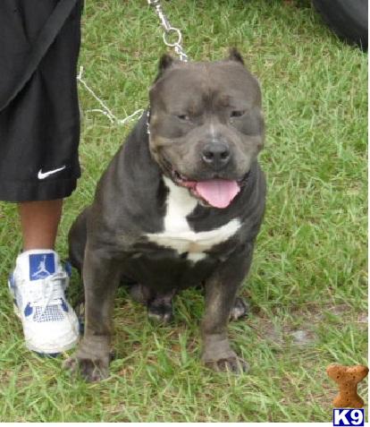 American Pit Bull Puppies