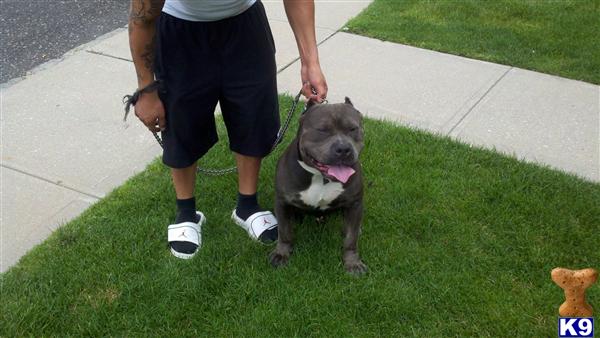 Stud Dog