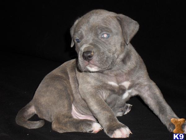 American Pit Bull Puppies