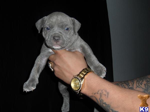 American Pit Bull Puppies