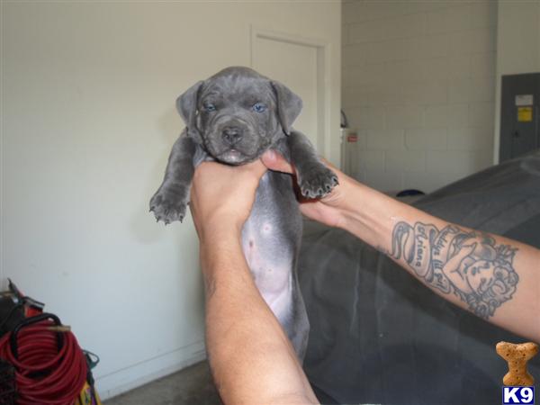 American Pit Bull Puppies