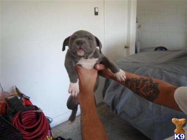 American Pit Bull Puppies
