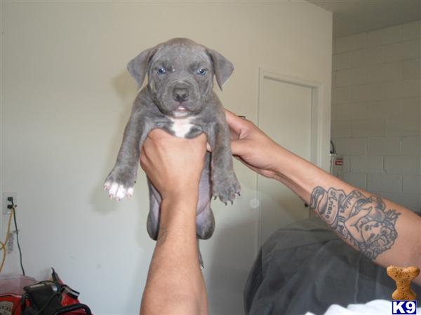 American Pit Bull Puppies