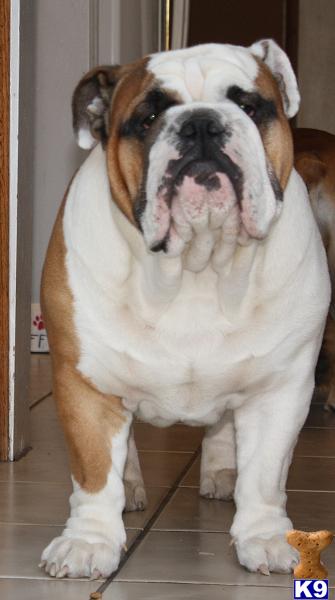 Stud Dogs - English Bulldog