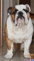 Stud Dog