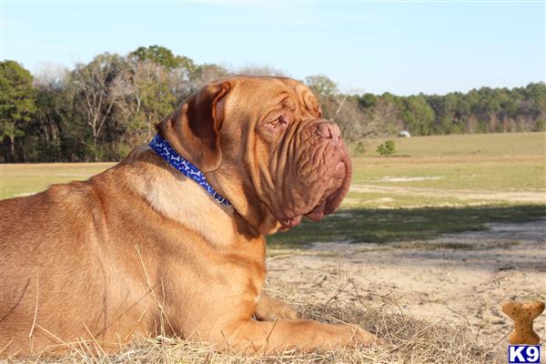 Stud Dogs - Dogue De Bordeaux