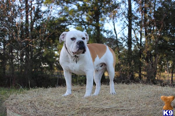 Stud Dogs - Old English Bulldog