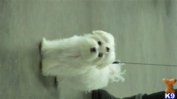 Dogs for Sale in OR