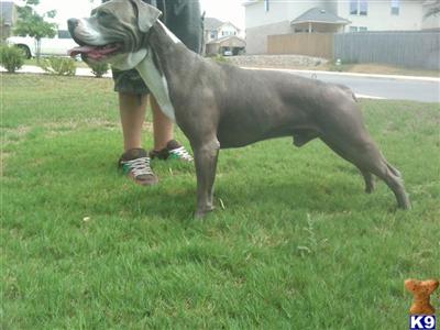 Stud Dogs in TX