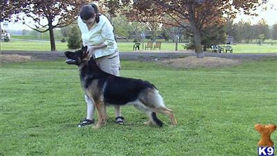 Stud Dogs in TN