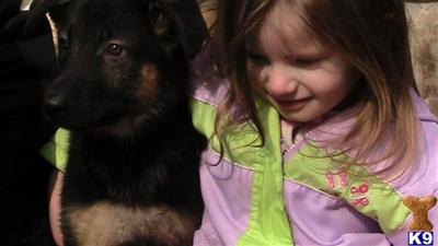 Dogs for Sale in TN