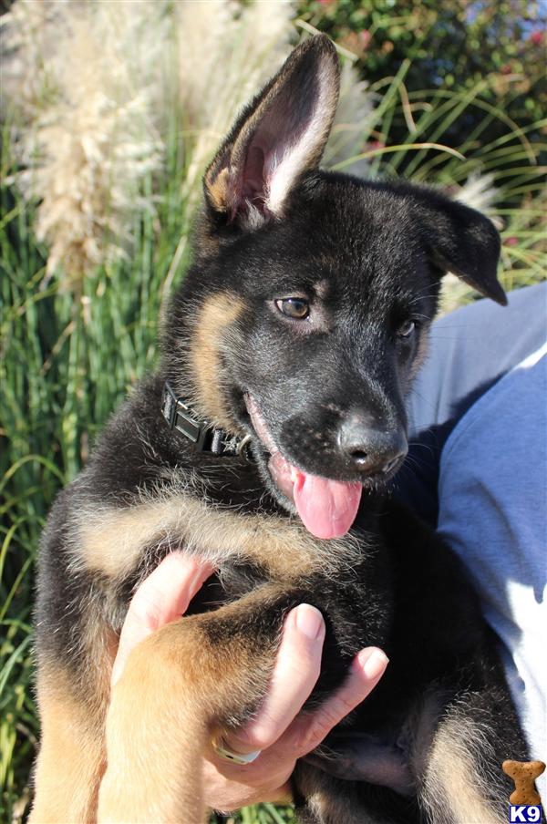 Dogs for Sale in TN