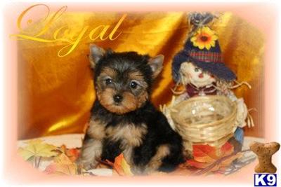 Puppies for Sale