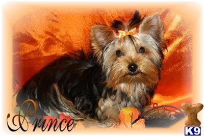 Puppies for Sale