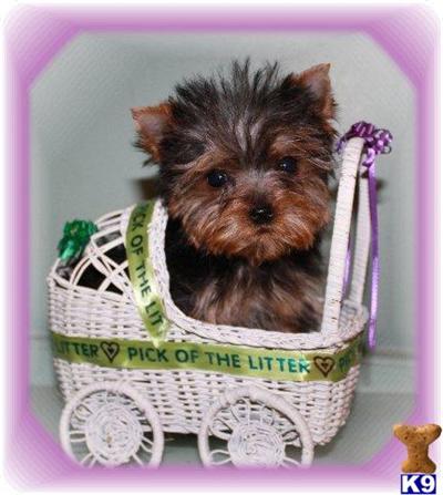 Yorkshire Terrier Puppies for Sale