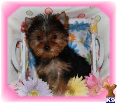 Puppies for Sale
