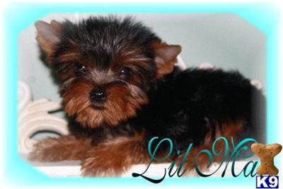 Yorkshire Terrier Puppies for Sale