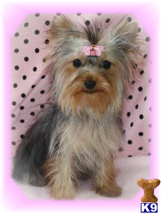 Yorkshire Terrier Puppies for Sale